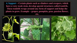 Tendrils Roots PPT 2 Diversity (Types of plants ,roots,seeds and shoot system).pdf