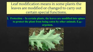 PPT 2 Diversity (Types of plants ,roots,seeds and shoot system).pdf