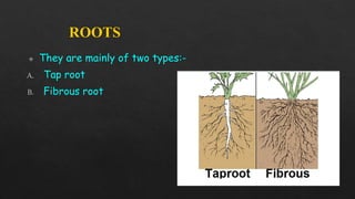 PPT 2 Diversity (Types of plants ,roots,seeds and shoot system).pdf