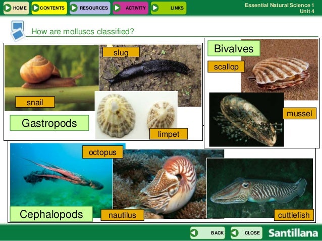 Resultado de imagen de blog natural science 1 eso activities invertebrates MOLLUSCS