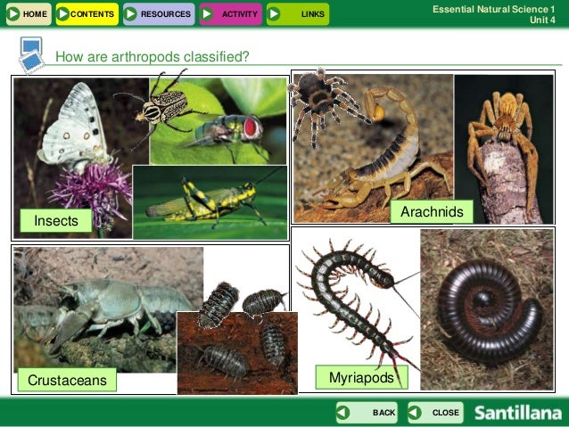 Resultado de imagen de blog natural science 1 eso activities invertebrates ARTHROPODS