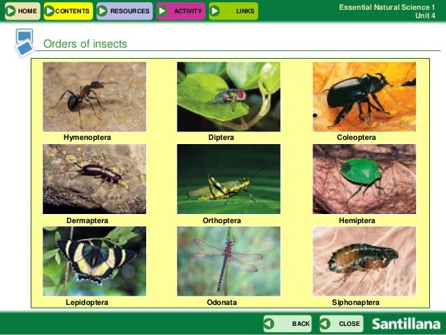 Resultado de imagen de blog natural science 1 eso activities invertebrates ARTHROPODS