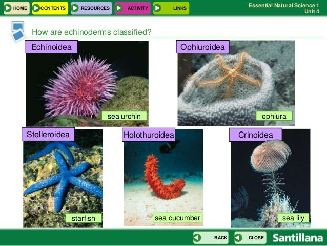 Resultado de imagen de blog natural science 1 eso activities invertebrates ARTHROPODS