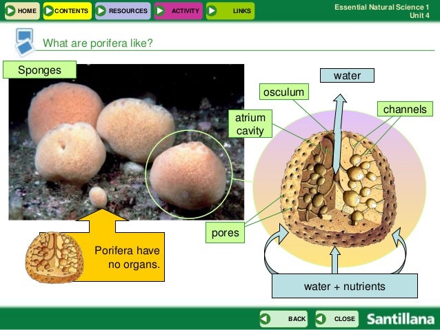 Resultado de imagen de blog natural science 1 eso activities invertebrates poriferans