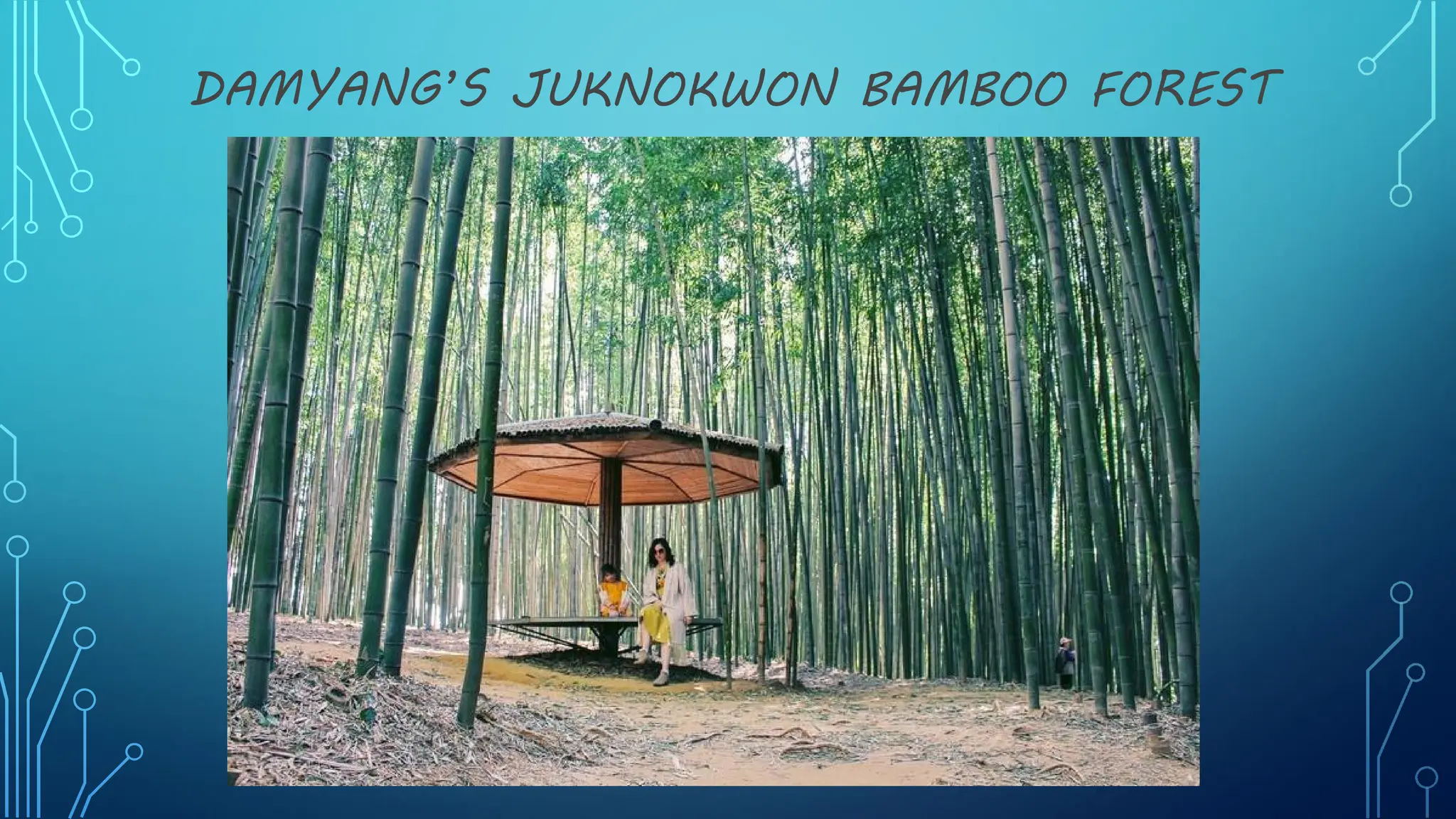 DAMYANG’S JUKNOKWON BAMBOO FOREST
 