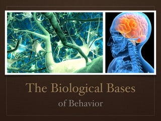 The Biological Bases
     of Behavior
 