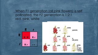 mendel laws of inheritance part 3 | PDF