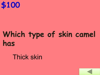 $100
Which type of skin camel
has
Thick skin