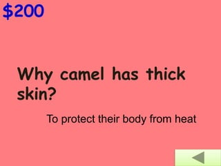 Why camel has thick
skin?
$200
To protect their body from heat