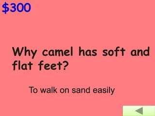 Why camel has soft and
flat feet?
$300
To walk on sand easily