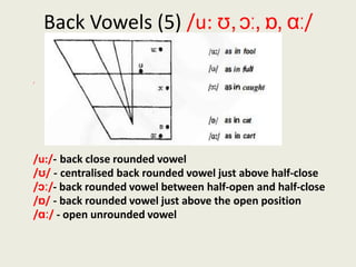 Back Vowels (5) /u: ʊ,ɔː, ɒ, ɑː/
/
/u:/- back close rounded vowel
/ʊ/ - centralised back rounded vowel just above half-close
/ɔː/- back rounded vowel between half-open and half-close
/ɒ/ - back rounded vowel just above the open position
/ɑː/ - open unrounded vowel
 