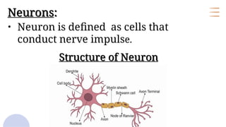 Shared Neuron Single transmission of Neurons Ans synaptic | PDF