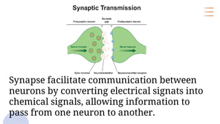 Single transmission of Neurons Ans synaptic | PDF
