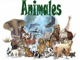 los animales