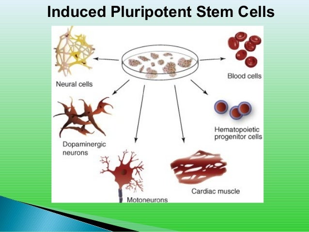 define stem cell biology define stem cell biology