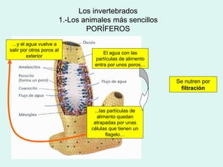 Los invertebrados
                       1.-Los animales más sencillos
                               PORÍFEROS
 …y el agua vuelve a
salir por otros poros al
                                     El agua con las
        exterior
                                 partículas de alimento
                                 entra por unos poros…


                                                          Se nutren por
                                                           filtración



                                 ...las partículas de
                                  alimento quedan
                                 atrapadas por unas
                                células que tienen un
                                       flagelo…
 