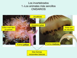 Los invertebrados
                        1.-Los animales más sencillos
                                 CNIDARIOS

                                        Acuáticos



                                     Simetría radial
Estos viven fijos                                                       Estos son
  al sustrato                                                          de vida libre




                    Forma pólipo                        Forma medusa



                                      Dos formas
                                   corporales básicas
 