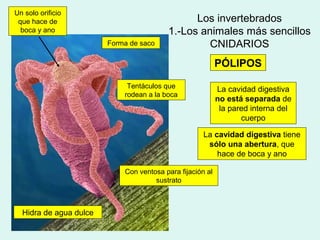 Un solo orificio
 que hace de                                   Los invertebrados
  boca y ano                             1.-Los animales más sencillos
                        Forma de saco             CNIDARIOS
                                                           PÓLIPOS

                             Tentáculos que                La cavidad digestiva
                            rodean a la boca
                                                           no está separada de
                                                            la pared interna del
                                                                  cuerpo

                                                     La cavidad digestiva tiene
                                                      sólo una abertura, que
                                                         hace de boca y ano

                            Con ventosa para fijación al
                                     sustrato



  Hidra de agua dulce
 