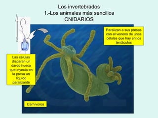 Los invertebrados
                   1.-Los animales más sencillos
                            CNIDARIOS
                                            Paralizan a sus presas
                                            con el veneno de unas
                                            células que hay en los
                                                  tentáculos



 Las células
 disparan un
 dardo hueco
que inyecta en
  la presa un
     líquido
  paralizante




          Carnívoros
 