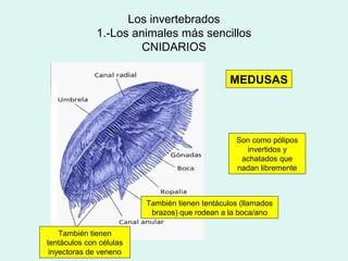 Los invertebrados
              1.-Los animales más sencillos
                       CNIDARIOS

                                                MEDUSAS




                                                 Son como pólipos
                                                   invertidos y
                                                  achatados que
                                                 nadan libremente



                         También tienen tentáculos (llamados
                          brazos) que rodean a la boca/ano

    También tienen
tentáculos con células
 inyectoras de veneno
 