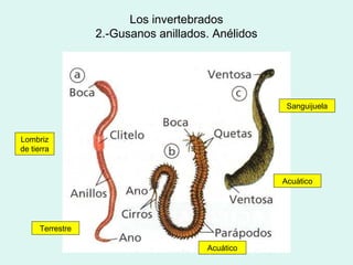 Los invertebrados
                  2.-Gusanos anillados. Anélidos




                                                    Sanguijuela



Lombriz
de tierra



                                                   Acuático




      Terrestre

                                      Acuático
 