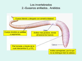 Los invertebrados
                     2.-Gusanos anillados.. Anélidos


             Cuerpo blando y alargado con simetría bilateral




Cuerpo dividido en anillos         Anillos más gruesos, donde
      o segmentos                     almacena los huevos




         Piel húmeda, a través de la
         cual intercambia O2 y CO2
                                                       Anillos semejantes, por lo que
                                                       no se distingue bien la cabeza
 