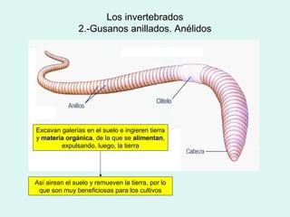 Los invertebrados
               2.-Gusanos anillados. Anélidos




Excavan galerías en el suelo e ingieren tierra
y materia orgánica, de la que se alimentan,
        expulsando, luego, la tierra




Así airean el suelo y remueven la tierra, por lo
 que son muy beneficiosas para los cultivos
 