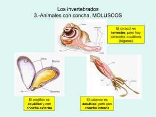 Los invertebrados
    3.-Animales con concha. MOLUSCOS

                                         El caracol es
                                      terrestre, pero hay
                                      caracoles acuáticos
                                           (bígaros)




  El mejillón es       El calamar es
 acuático y con      acuático, pero con
concha externa        concha interna
 
