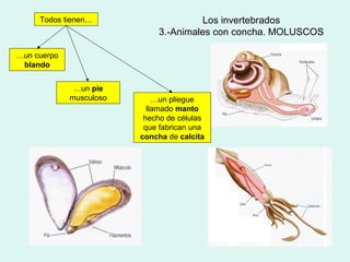 Todos tienen…                    Los invertebrados
                             3.-Animales con concha. MOLUSCOS

…un cuerpo
 blando


              …un pie
             musculoso       …un pliegue
                           llamado manto
                          hecho de células
                          que fabrican una
                         concha de calcita
 