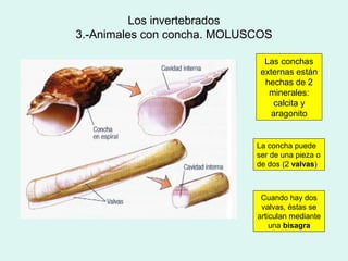 Los invertebrados
3.-Animales con concha. MOLUSCOS

                               Las conchas
                              externas están
                               hechas de 2
                                minerales:
                                  calcita y
                                 aragonito


                             La concha puede
                             ser de una pieza o
                             de dos (2 valvas)



                              Cuando hay dos
                              valvas, éstas se
                             articulan mediante
                                 una bisagra
 