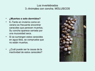 Los invertebrados
                  3.-Animales con concha. MOLUSCOS


•   ¿Muertos o solo dormidos?
•   6.-Tanto en invierno como en
    verano es frecuente encontrar
    caracoles que perecen muertos.
    Su concha aparece cerrada por
    una mucosidad seca.
•   Si se sumergen estos caracoles
    en agua tibia, se comprueba que
    no están muertos.

•   ¿Cuál puede ser la causa de la
    inactividad de estos caracoles?
 