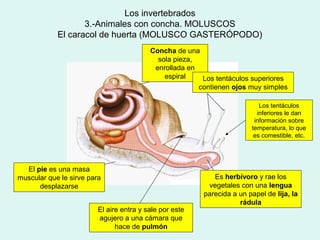Los invertebrados
                   3.-Animales con concha. MOLUSCOS
            El caracol de huerta (MOLUSCO GASTERÓPODO)
                                          Concha de una
                                            sola pieza,
                                           enrollada en
                                              espiral    Los tentáculos superiores
                                                        contienen ojos muy simples

                                                                           Los tentáculos
                                                                          inferiores le dan
                                                                         información sobre
                                                                        temperatura, lo que
                                                                         es comestible, etc.




  El pie es una masa
muscular que le sirve para                                  Es herbívoro y rae los
      desplazarse                                         vegetales con una lengua
                                                         parecida a un papel de lija, la
                                                                    rádula
                         El aire entra y sale por este
                         agujero a una cámara que
                               hace de pulmón
 