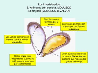 Los invertebrados
                    3.-Animales con concha. MOLUSCO
                     El mejillón (MOLUSCO BIVALVO)


                                Concha oscura
                                formada por 2
                                    valvas      Las valvas permanecen
                                                sujetas por dos fuertes
                                                      músculos


Las valvas permanecen
sujetas por dos fuertes
      músculos




                                                Viven sujetos a las rocas
       Utiliza el pie para                       por unos filamentos de
     desplazarse cuando no                      proteína que resisten los
     está sujeto a las rocas                        golpes del oleaje
       por los filamentos
 