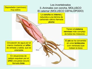 Los invertebrados
Depredador (carnívoro)           3.-Animales con concha. MOLUSCO
     muy activo
                               El calamar (MOLUSCO CEFALÓPODO)
                                 La concha es interna y
                                reducida a una lámina de
                                carbonato cálcico llamada
                                         pluma


                                                               Tienen el sistema
                                                            nervioso más complejo
                                                             de todos los moluscos


                                                             El pie se ha convertido
 Circulación de agua por el                                   en unos tentáculos
 interior mediante un sifón                                    (con ventosas) que
 de entrada y salida, que es                                     rodean la boca
          orientable

      En situaciones de
   peligro expulsan por el
   sifón una grasa oscura
        llamada tinta
 