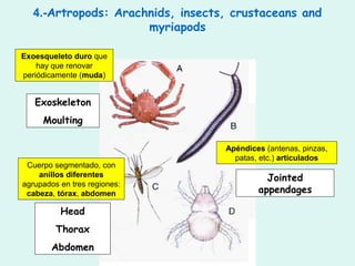 4.-Artropods: Arachnids, insects, crustaceans and
                     myriapods

Exoesqueleto duro que
    hay que renovar
periódicamente (muda)


   Exoskeleton
     Moulting

                                  Apéndices (antenas, pinzas,
                                    patas, etc.) articulados
 Cuerpo segmentado, con
    anillos diferentes                      Jointed
agrupados en tres regiones:
 cabeza, tórax, abdomen                   appendages

          Head
         Thorax
        Abdomen
 