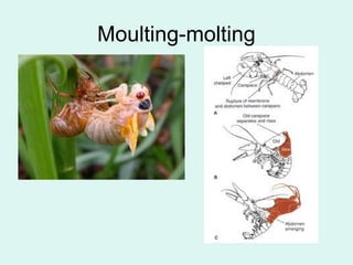 Moulting-molting
 
