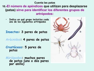 Cuenta las patas
10.-Elnúmero de apéndices que utilizan para desplazarse
  (patas) sirve para identificar los diferentes grupos de
                        artrópodos:
  •   Indica en qué grupo incluirías cada
      uno de los siguientes artrópodos



  Insectos: 3 pares de patas

  Arácnidos: 4 pares de patas

  Crustáceos: 5 pares de
    patas

  Miriápodos: muchos pares
    de patas (uno o dos pares
    por anillo)
 