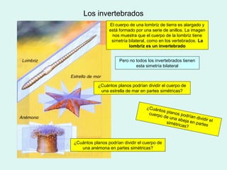 Los invertebrados
                 El cuerpo de una lombriz de tierra es alargado y
                 está formado por una serie de anillos. La imagen
                  nos muestra que el cuerpo de la lombriz tiene
                  simetría bilateral, como en los vertebrados. La
                           lombriz es un invertebrado


                      Pero no todos los invertebrados tienen
                              esta simetría bilateral



            ¿Cuántos planos podrían dividir el cuerpo de
             una estrella de mar en partes simétricas?


                                    ¿Cuán
                                          tos
                                     cuerpo planos pod
                                            de una        rían d
                                                    abeja        ividi
                                              simétr       en par r el
                                                     icas?         t es



¿Cuántos planos podrían dividir el cuerpo de
   una anémona en partes simétricas?
 