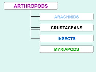 ARTHROPODS

              ARACHNIDS

             CRUSTACEANS

               INSECTS

              MYRIAPODS
 