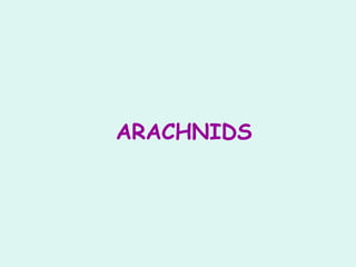 ARACHNIDS
 