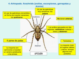 4.-Artropods: Arachnids (arañas, escorpiones, garrapatas y
                              ácaros)
                                   Un par de apéndices
                                    muy sensitivos: los
Un par de apéndices convertidos          palpos
en forma de inyector venenoso;
        los quelíceros
                                                           No tienen antenas



                                                 Los anillos agrupados en dos
                                               regiones: cefalotórax (cabeza +
                                                      tórax) y abdomen




   4 pares de patas                                               Terrestres

                                                              La mayoría viven
   La mayoría son                                             en lugares cálidos
carnívoros e inyectan                                          y secos, aunque
un veneno paralizante                                            algunos son
     a las presas                 SPIDER                           parásitos
 