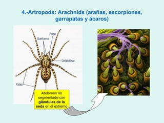 4.-Artropods: Arachnids (arañas, escorpiones,
            garrapatas y ácaros)




        Abdomen no
      segmentado con
      glándulas de la
     seda en el extremo
 