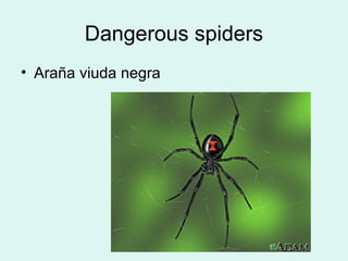 Dangerous spiders
• Araña viuda negra
 