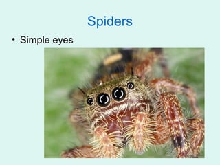 Spiders
• Simple eyes
 