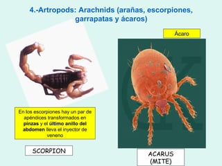 4.-Artropods: Arachnids (arañas, escorpiones,
                garrapatas y ácaros)
                                             Ácaro




En los escorpiones hay un par de
  apéndices transformados en
  pinzas y el último anillo del
 abdomen lleva el inyector de
            veneno


      SCORPION                      ACARUS
                                    (MITE)
 