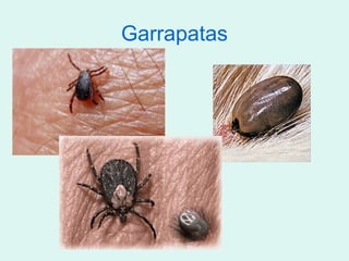 Garrapatas
 