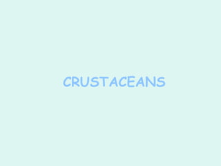 CRUSTACEANS
 