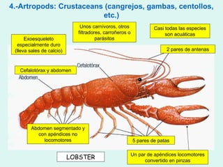 4.-Artropods: Crustaceans (cangrejos, gambas, centollos,
                         etc.)
                              Unos carnívoros, otros              Casi todas las especies
                             filtradores, carroñeros o                 son acuáticas
      Exoesqueleto                    parásitos
  especialmente duro
 (lleva sales de calcio)                                                2 pares de antenas



   Cefalotórax y abdomen




        Abdomen segmentado y
           con apéndices no
             locomotores                                 5 pares de patas

                                                         Un par de apéndices locomotores
                           LOBSTER                             convertido en pinzas
 