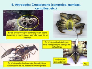 4.-Artropods: Crustaceans (cangrejos, gambas,
                    centollos, etc.)




  Estos crustáceos (los balanos) viven sobre
las rocas o, como éstos, sobre la valva de un
                   mejillón

                                        En el cangrejo el abdomen
                                       está replegado por debajo del
                                                 cefalotórax




                                                   Apéndices
                                                  del abdomen
 En el cangrejo de río un par de apéndices                             Ano
locomotores se ha transformado en pinzas
 