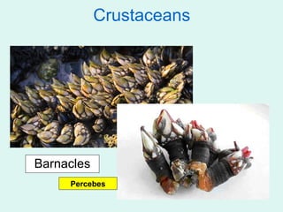 Crustaceans




Barnacles
     Percebes
 